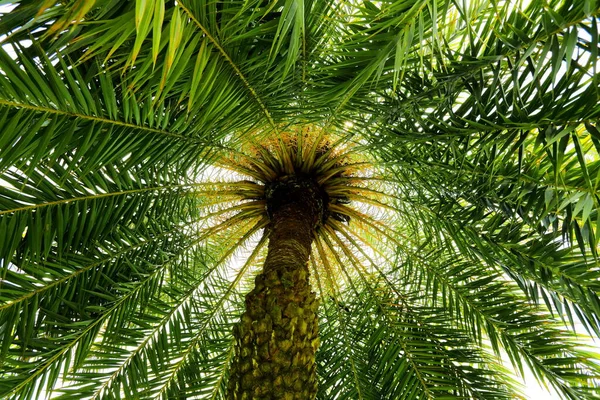 The sun shone from the top of the Date palm tree,Ant\'s eye view