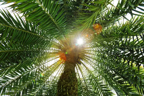 Sun Shone Top Date Palm Tree Ant Eye View — Stock Photo, Image