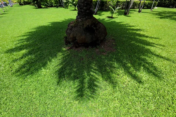 Shadow Made Sunlight Shines Leaves Hits Ground — Fotografia de Stock