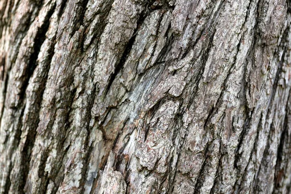 Pattern Tree Trunks Last Many Years — Stok fotoğraf