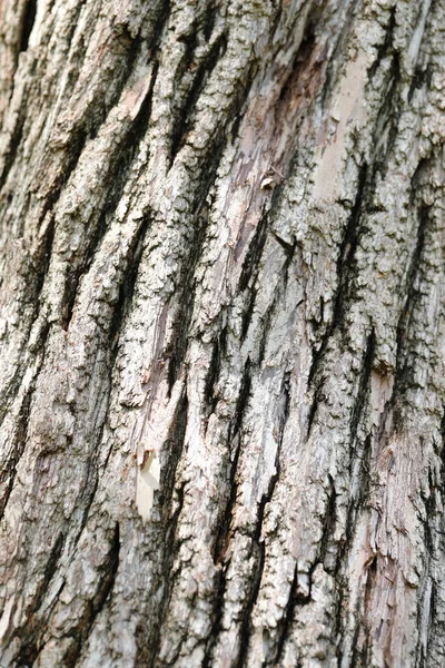 Pattern Tree Trunks Last Many Years — Stok fotoğraf