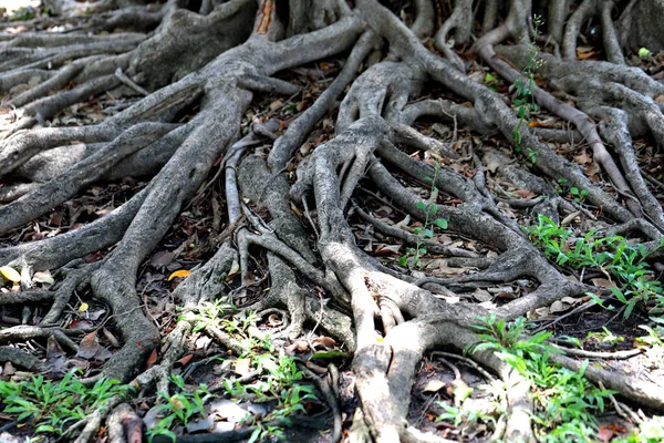 Beautiful Roots Trees Have Been Merged Formed Years — Fotografia de Stock