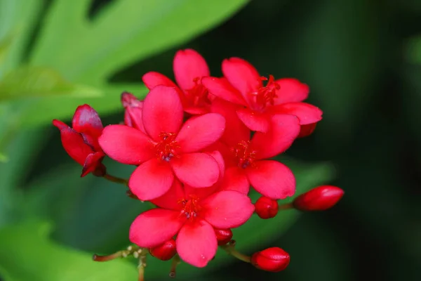 Closeup Jatropha Integerrima Flower Garden — Stockfoto