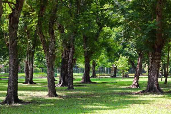 Many Big Trees Beautiful Shade Forest Park — Stockfoto