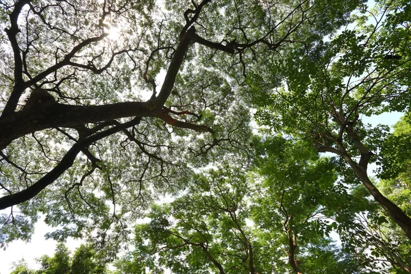 Sunlight Shone Sprawling Branches Big Tree — Foto de Stock