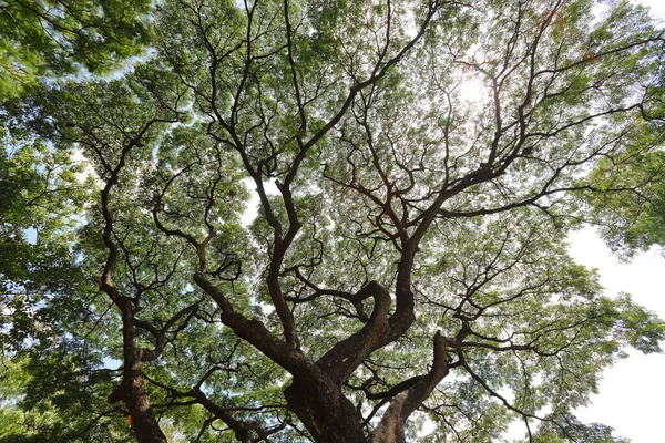 Сонячне Світло Променіло Крізь Гілки Великого Дерева — стокове фото