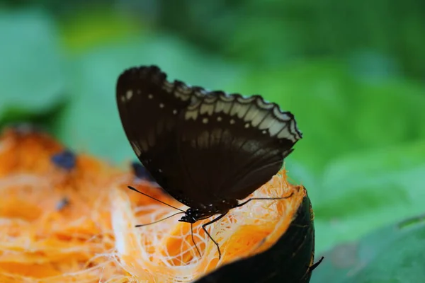 Butterfly Eating Human Provided Food Sources — Stock Photo, Image