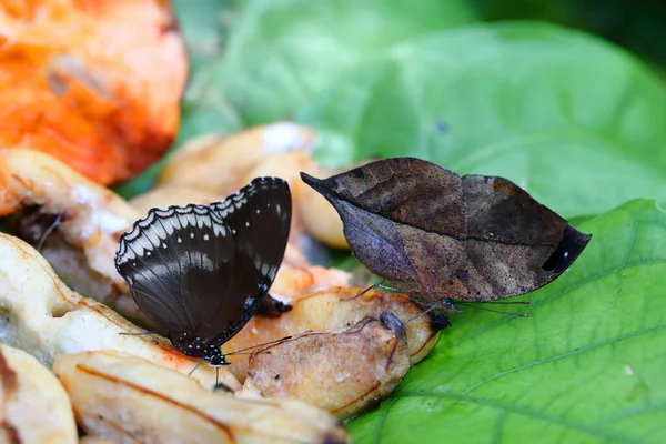 Butterflies Eating Human Provided Food Sources — Stockfoto