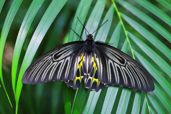 Closeup Golden Birdwing Butterfly Perched Leaves — Stockfoto