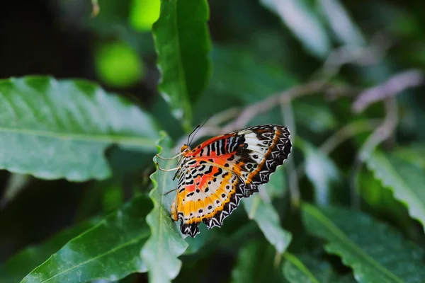 Closeup Cethosia Biblis Butterfly Perched Leaf — Fotografia de Stock