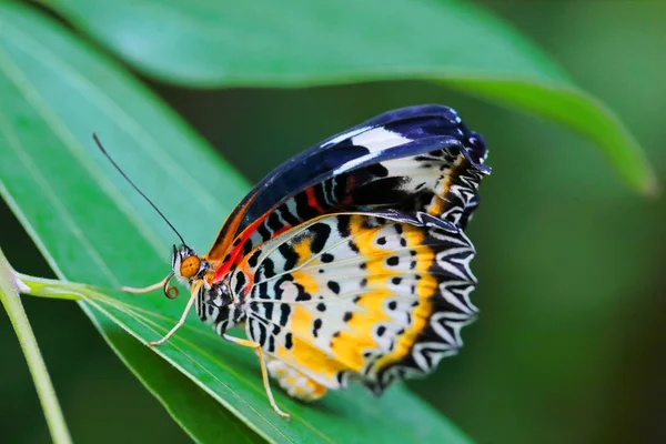 Closeup Cethosia Biblis Butterfly Perched Leaf — ストック写真