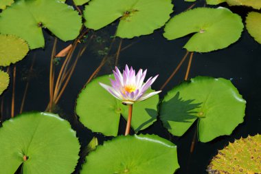 Gölde yakın plan Renkli Nymphaea