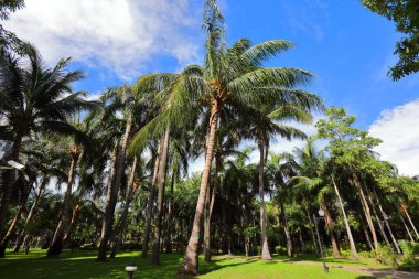 Coconut trees in the garden, ant view