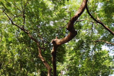 Parktaki büyük ağaçtan süzülen ışık
