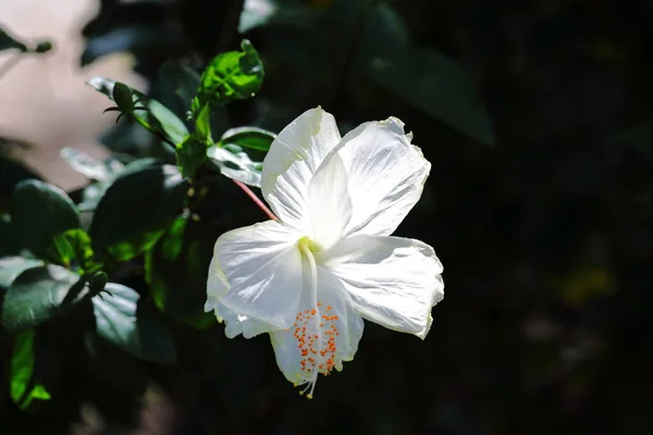 Closeup White Hibiscus Rosa Sinensis Flower Park — 图库照片
