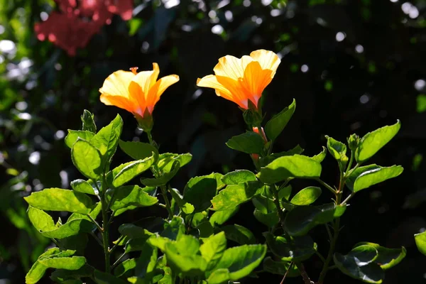 Closeup Yellow Hibiscus Rosa Sinensis Flower Park — Stockfoto