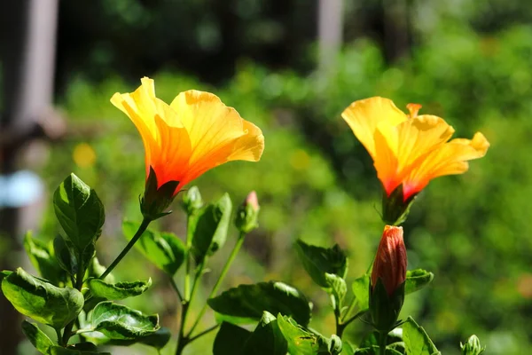 Closeup Yellow Hibiscus Rosa Sinensis Flower Park — ストック写真
