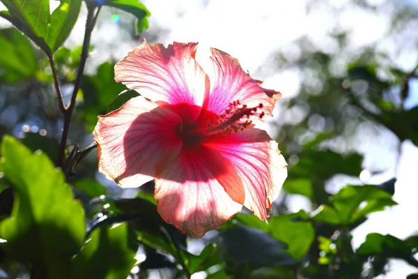 Closeup Pink Hibiscus Rosa Sinensis Flower Park Light Came — 图库照片