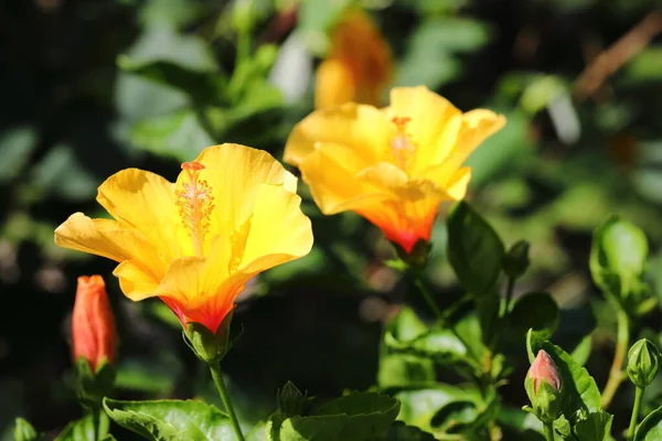 Gelbe Hibiscus Rosa Sinensis Blume Park — Stockfoto