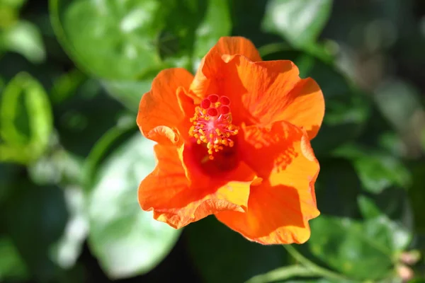 Closeup Orange Hibiscus Rosa Sinensis Flower Park — Stockfoto