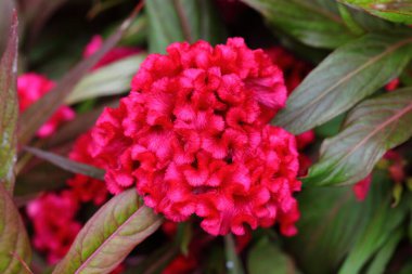 Bahçedeki Horoz Tarağı Çiçeği