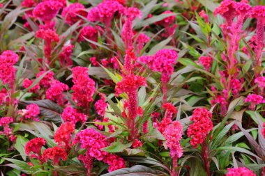 Bahçedeki Horoz Tarağı Çiçeği