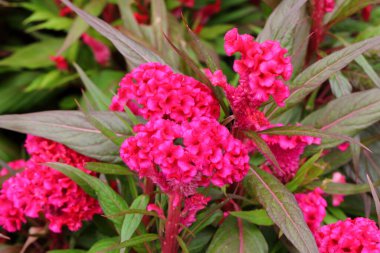 Bahçedeki Horoz Tarağı Çiçeği