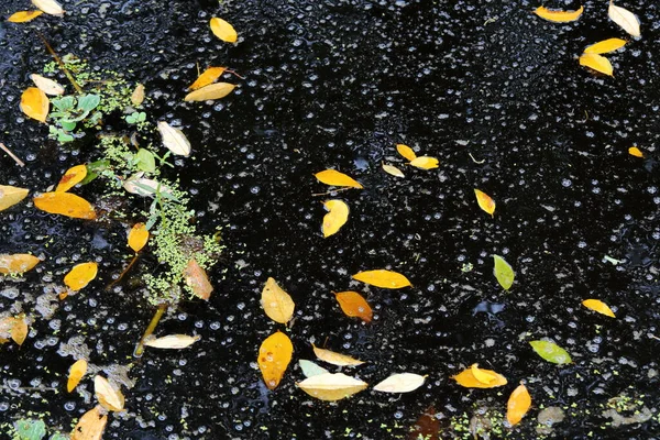 Leaves Fall Black Water Surface — Stockfoto