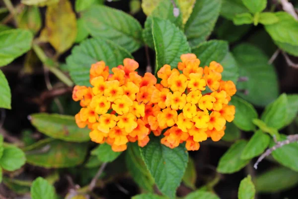 Closeup Colorful Lantana Camara Flowers Garden — стоковое фото