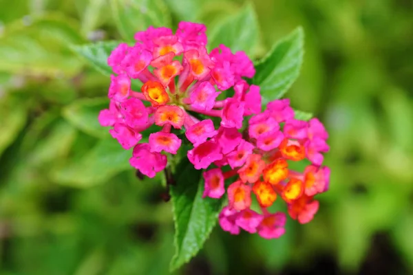 Closeup Colorful Lantana Camara Flowers Garden — Fotografia de Stock