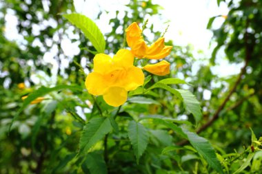 Yakın plan Bahçedeki sarı yaşlı çiçek