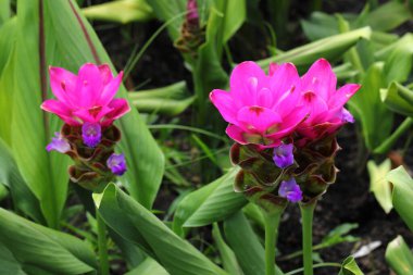 Kapalı Pembe Curcuma çiçekleri bahçede