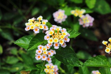 Bahçedeki Renkli Lantana Camara çiçekleri