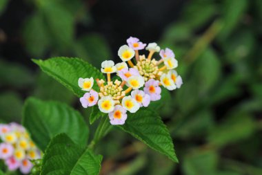 Bahçedeki Renkli Lantana Camara çiçekleri