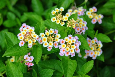 Bahçedeki Renkli Lantana Camara çiçekleri