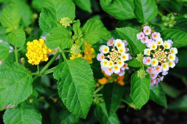 Bahçedeki Renkli Lantana Camara çiçekleri
