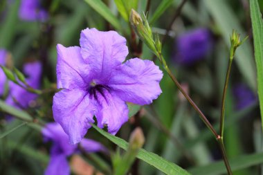 Yakın plan Mor Yakut Yakut Çiçek Bahçede