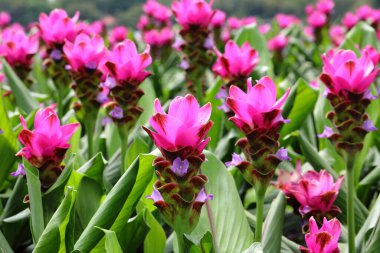 Kapalı Pembe Curcuma çiçekleri bahçede