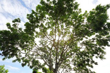 Güneş büyük ağaçların arasından parlıyor. Aşağıdan görüntüle