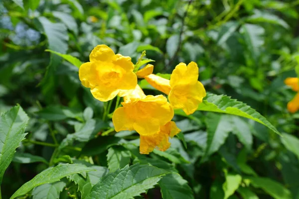 Closeup Yellow Elder Flower Garden — стоковое фото