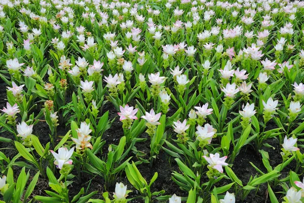 Closeup White Curcuma Sessilis Flowers Garden — Zdjęcie stockowe