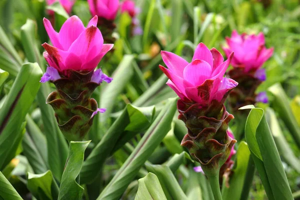 Kapalı Pembe Curcuma çiçekleri bahçede