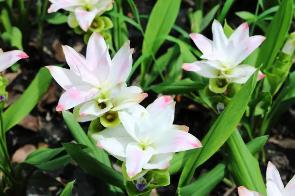 Closeup White Curcuma Sessilis Flowers Garden — Zdjęcie stockowe