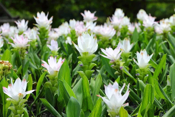 Closeup White Curcuma Sessilis Flowers Garden — Zdjęcie stockowe