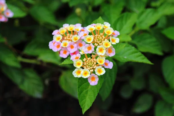 Closeup Colorful Lantana Camara Flowers Garden — Photo