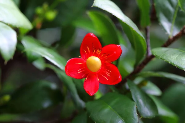 Closeup Flower Ochna Kirkii Oliv — Stockfoto