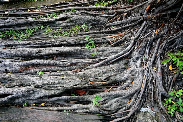 Krásné Kořeny Stromů Které Byly Sloučeny Vytvořeny Průběhu Let — Stock fotografie