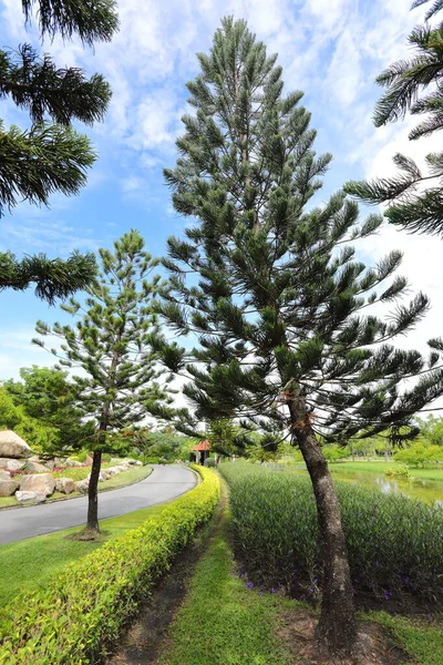 Group Pine Tree Ant Eye View — Stockfoto