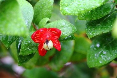 Ochna kirkii Oliv 'in çiçeği, Mickey Mouse bitkisi başlangıçta sarı olacak ve daha sonra kırmızı olacak..