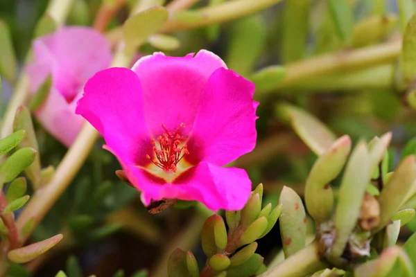 Close Pink Portulaca Oleracea Flowers Lot Mist — Fotografia de Stock